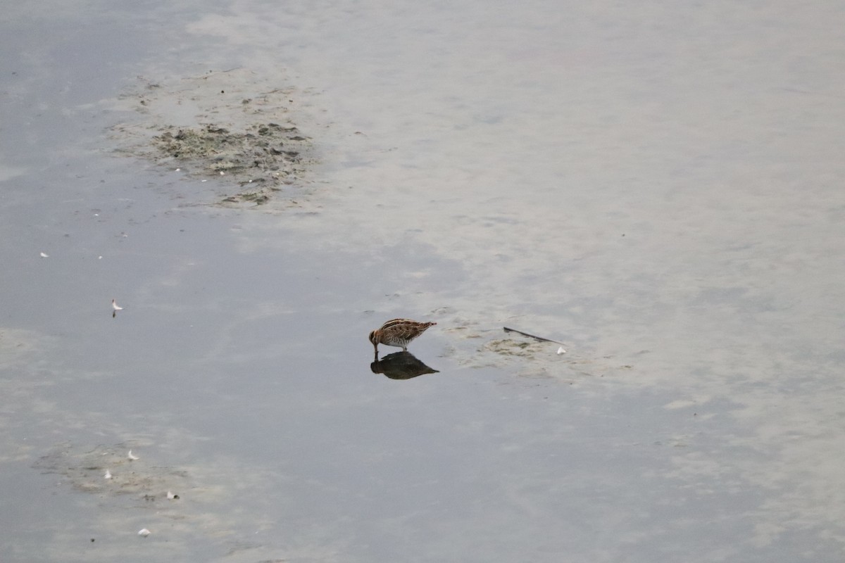 Common Snipe - ML642599397