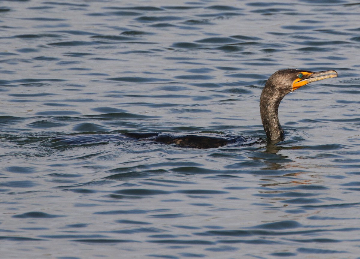 Double-crested Cormorant - ML64259941