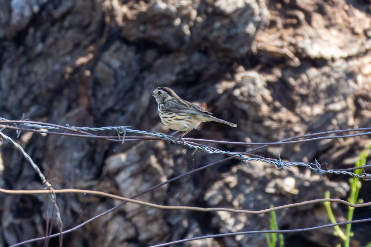 Speckled Warbler - ML642599416