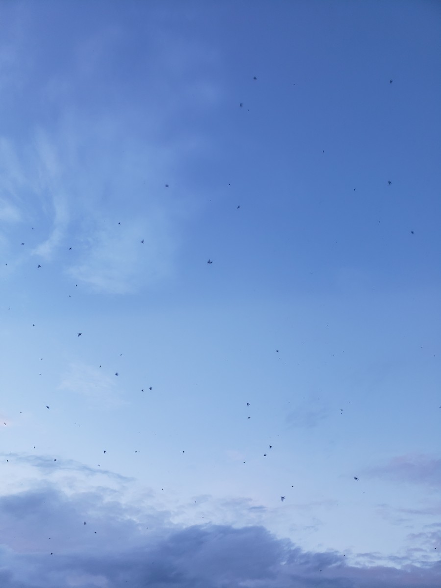 Purple Martin - ML642599437
