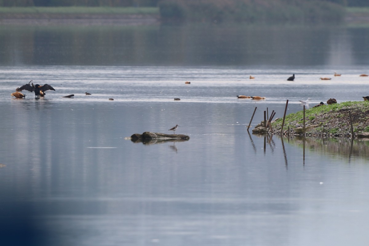 Common Greenshank - ML642599442