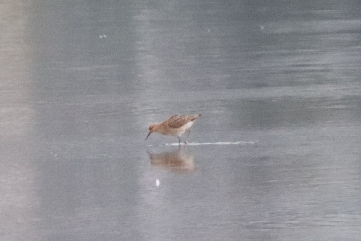 Ruff - ML642599475
