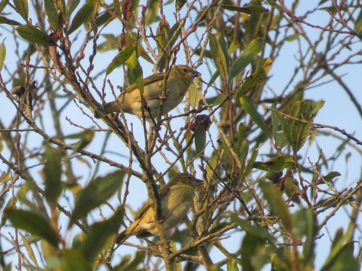 Black-headed Weaver - ML642599512