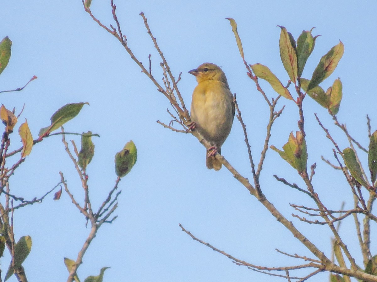 Black-headed Weaver - ML642599513