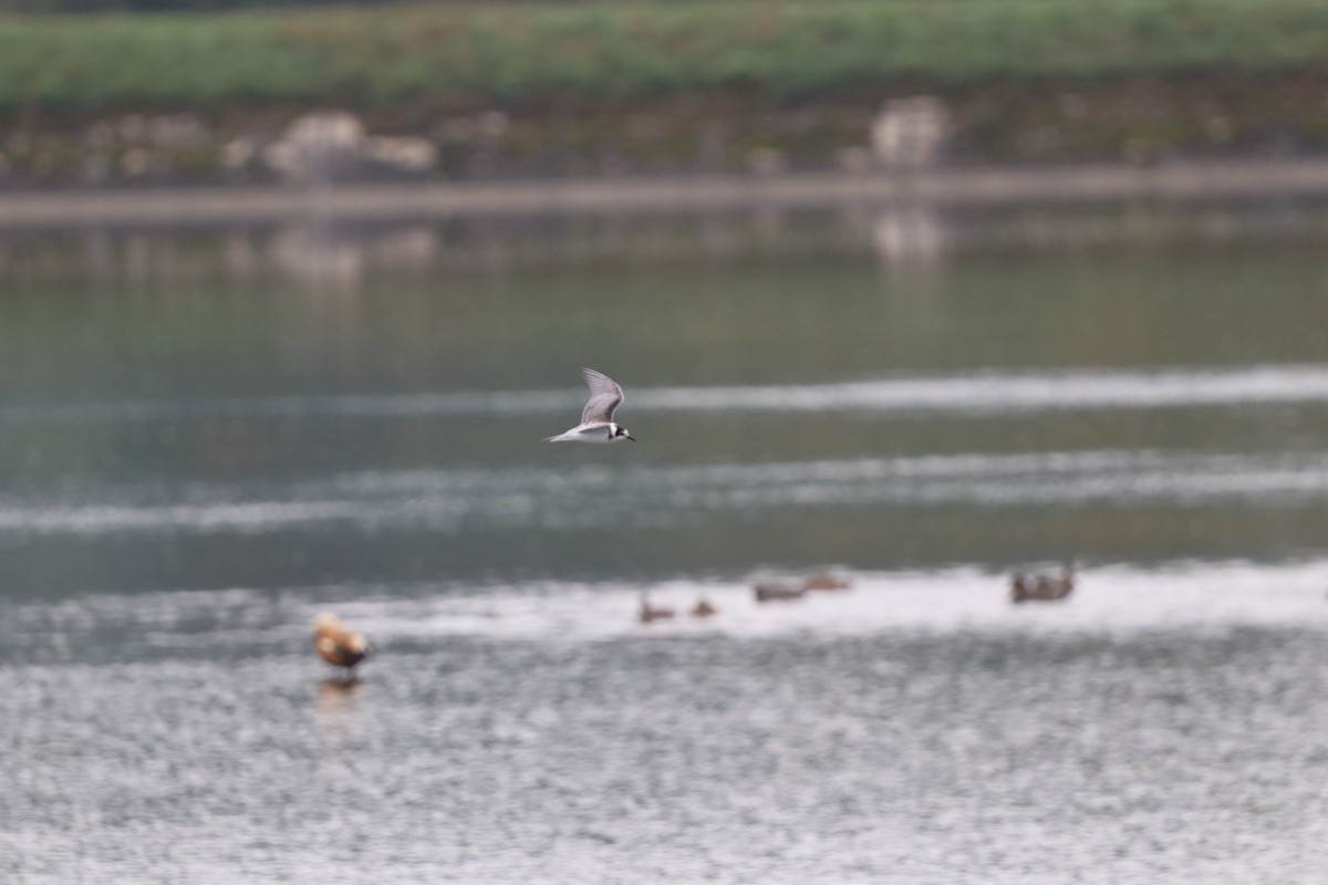 Black Tern - ML642599528