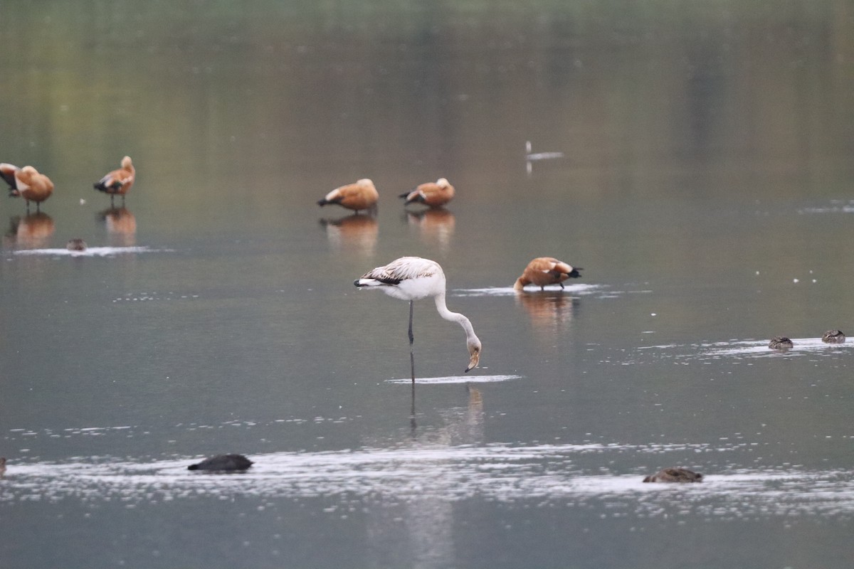 Greater Flamingo - ML642599552