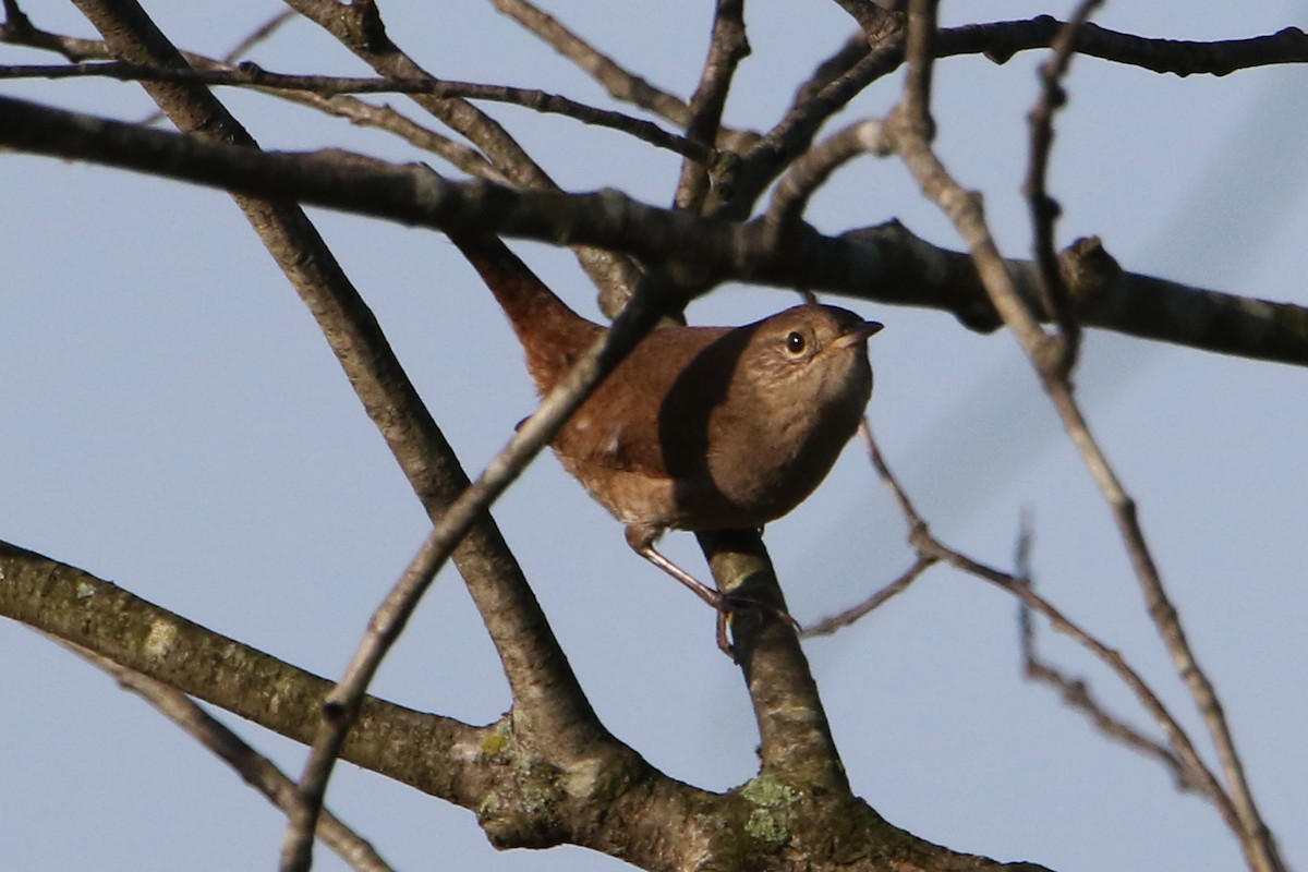 Northern House Wren - ML642599556