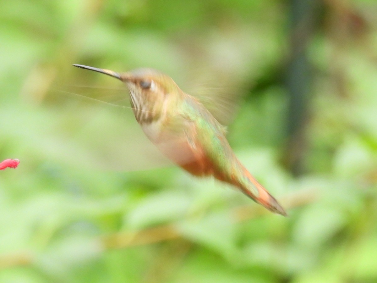 rødkolibri/chaparralkolibri - ML642599563