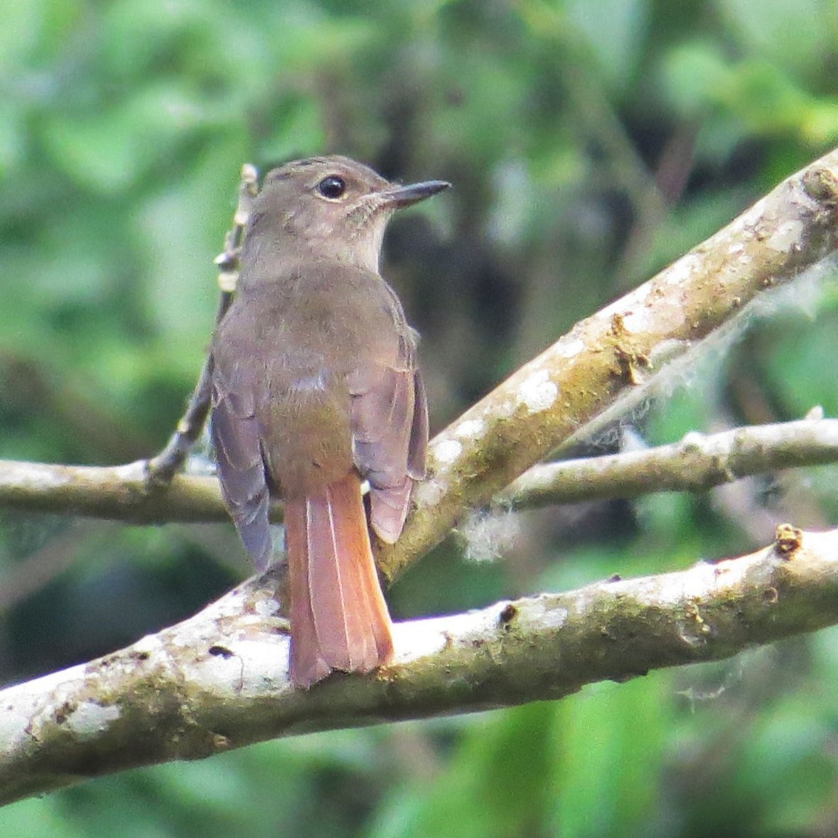 Pale-chinned Flycatcher - ML642599572