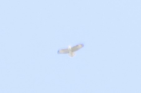 Buteo sp. - ML642599587