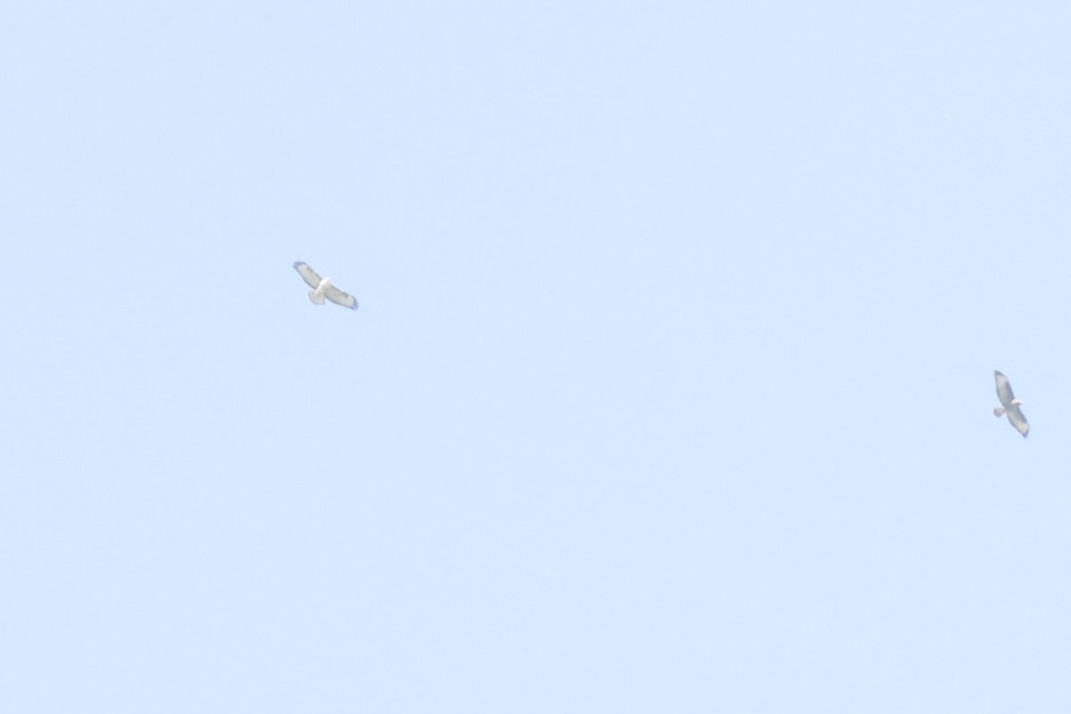 Buteo sp. - ML642599588