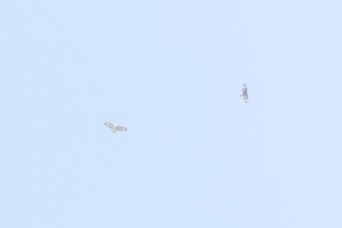 Buteo sp. - ML642599589