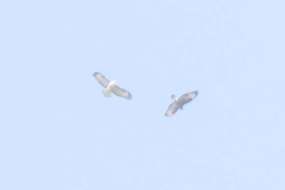Buteo sp. - ML642599590