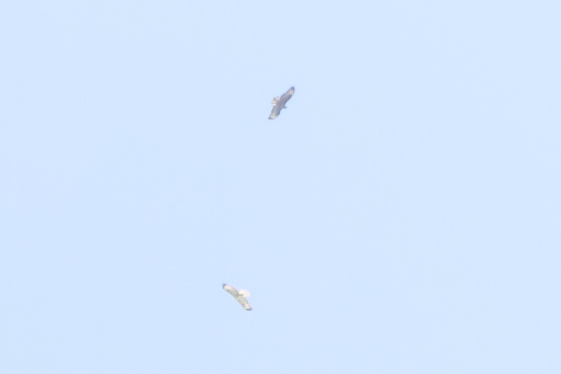 Buteo sp. - ML642599591