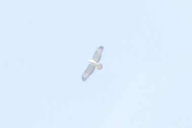 Buteo sp. - ML642599592