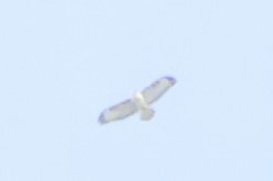 Buteo sp. - ML642599593