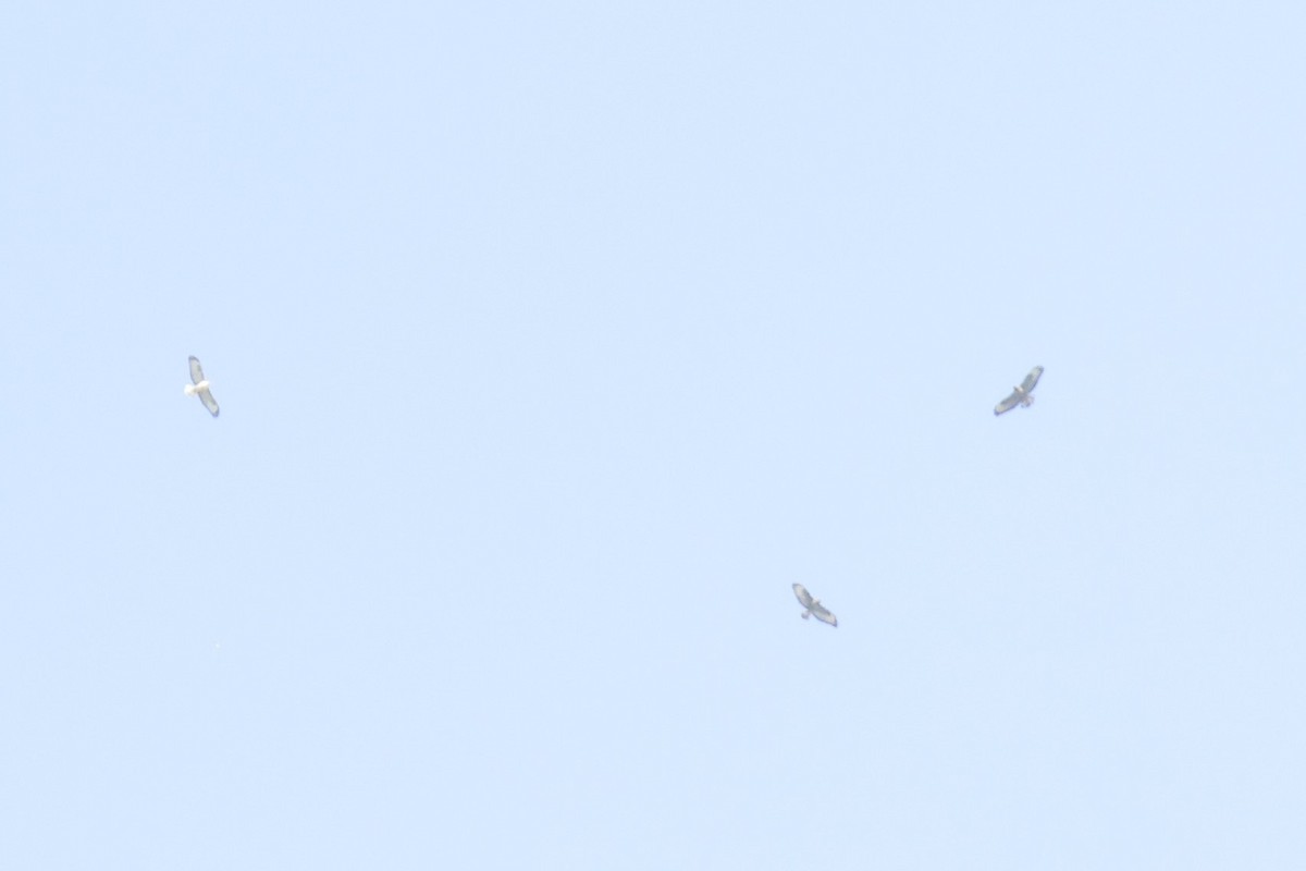 Buteo sp. - ML642599594