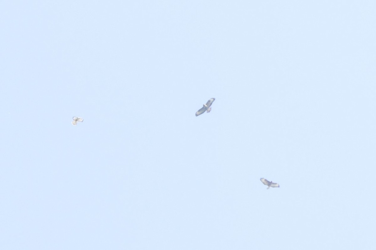 Buteo sp. - ML642599595