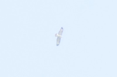 Buteo sp. - ML642599596