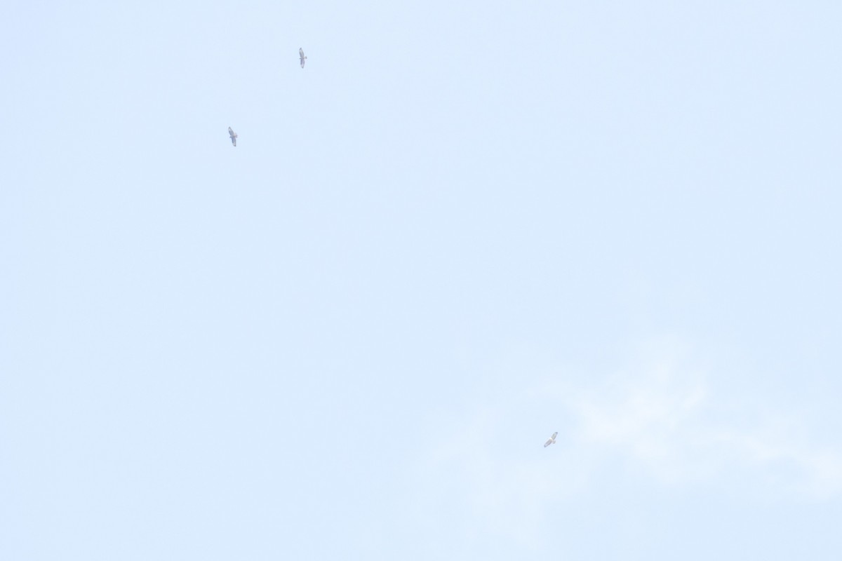 Buteo sp. - ML642599597