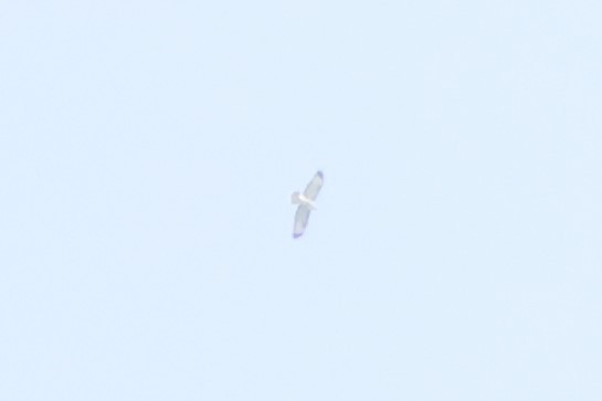 Buteo sp. - ML642599598