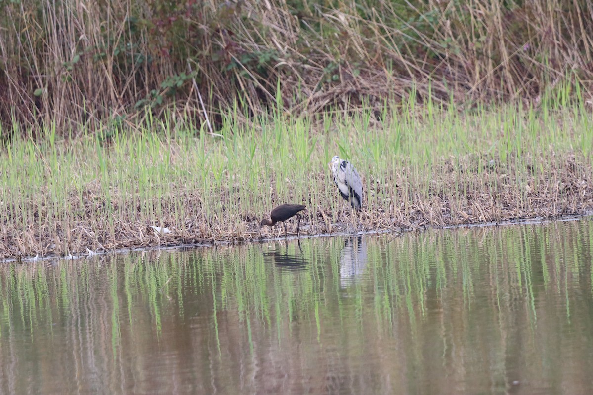 Glossy Ibis - ML642599613