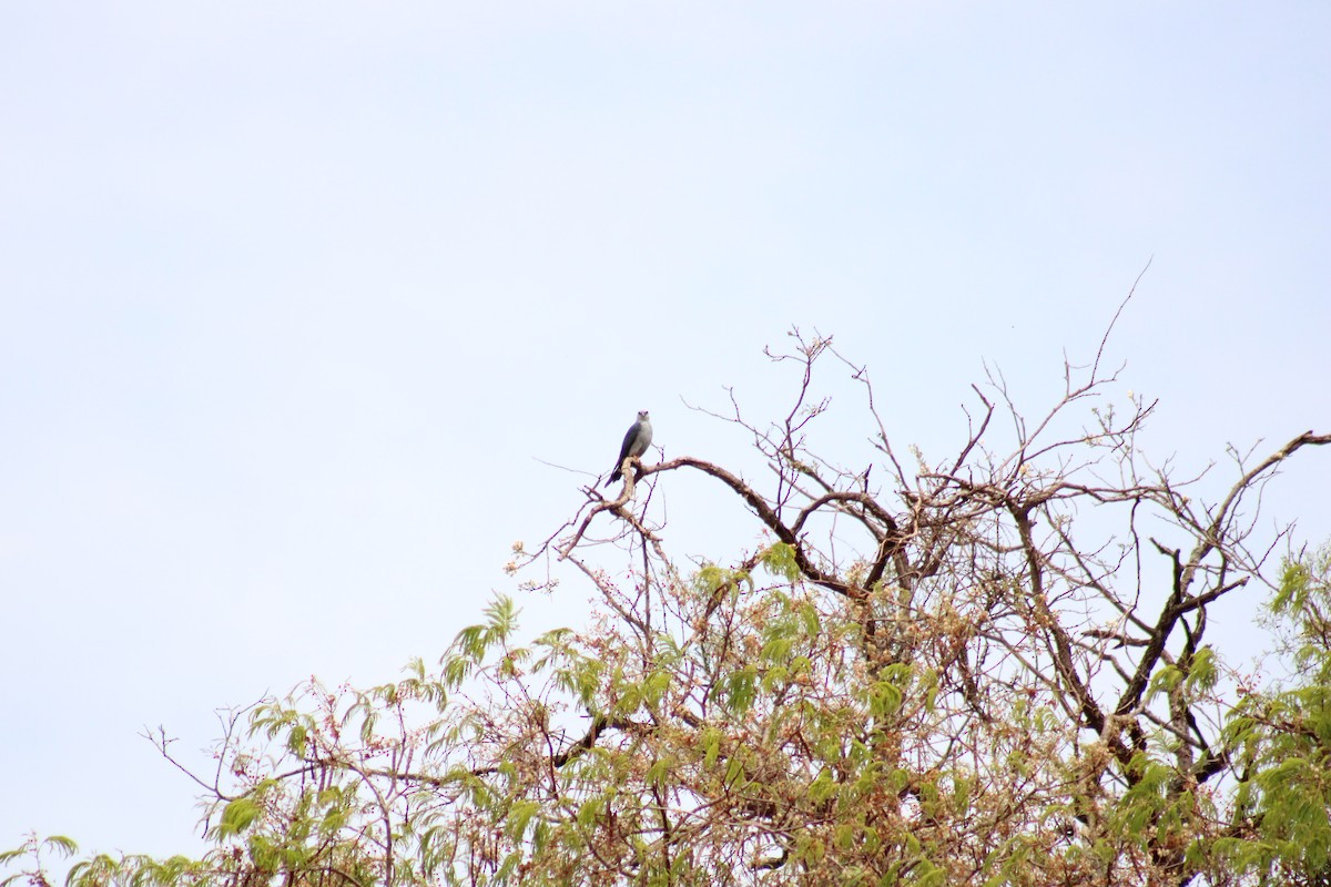 Plumbeous Kite - ML642599633
