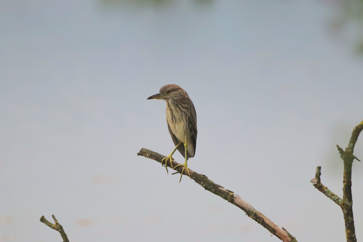 Black-crowned Night Heron - ML642599639