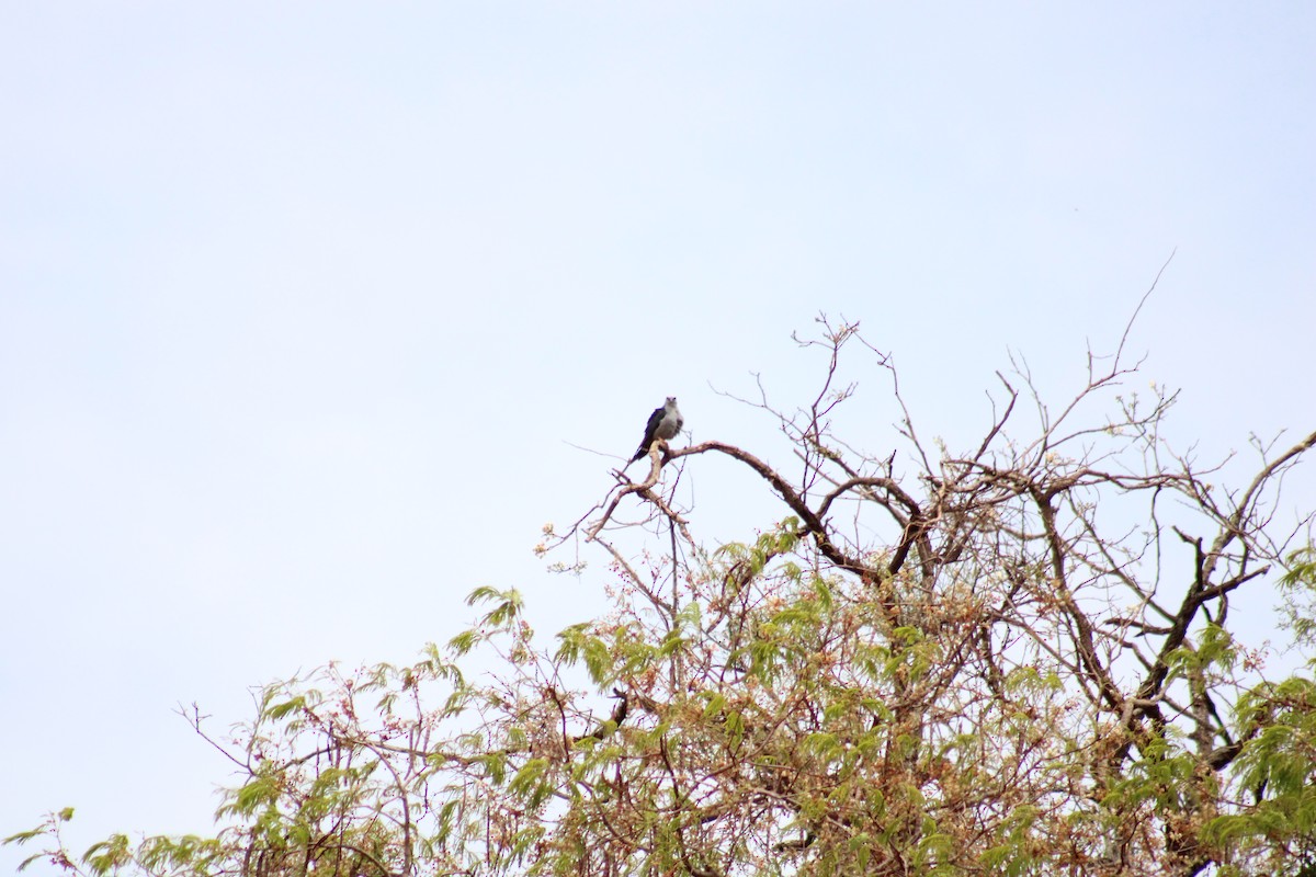 Plumbeous Kite - ML642599648