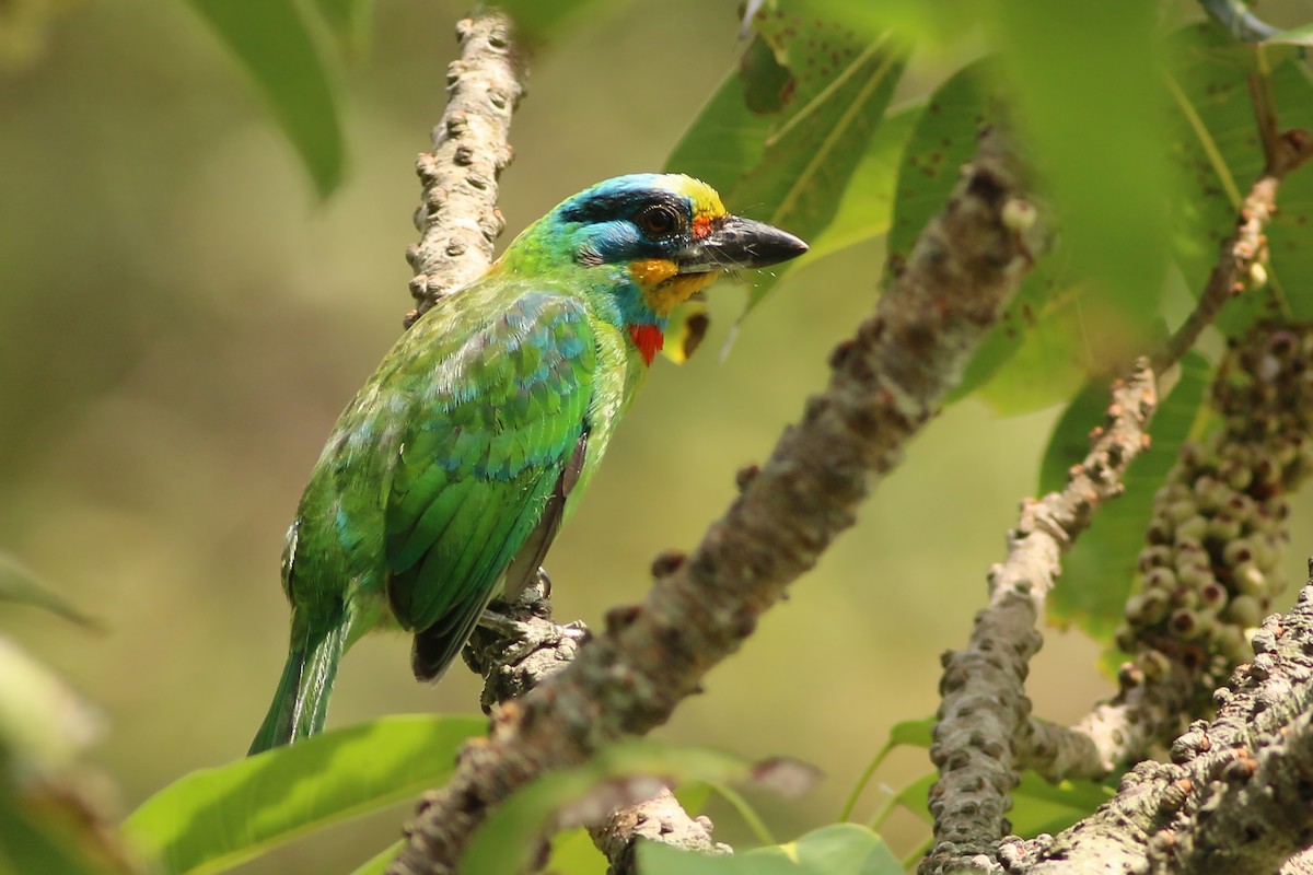Taiwan Barbet - ML642599666