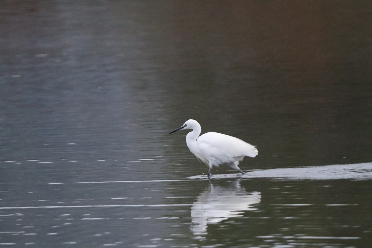 Little Egret - ML642599669