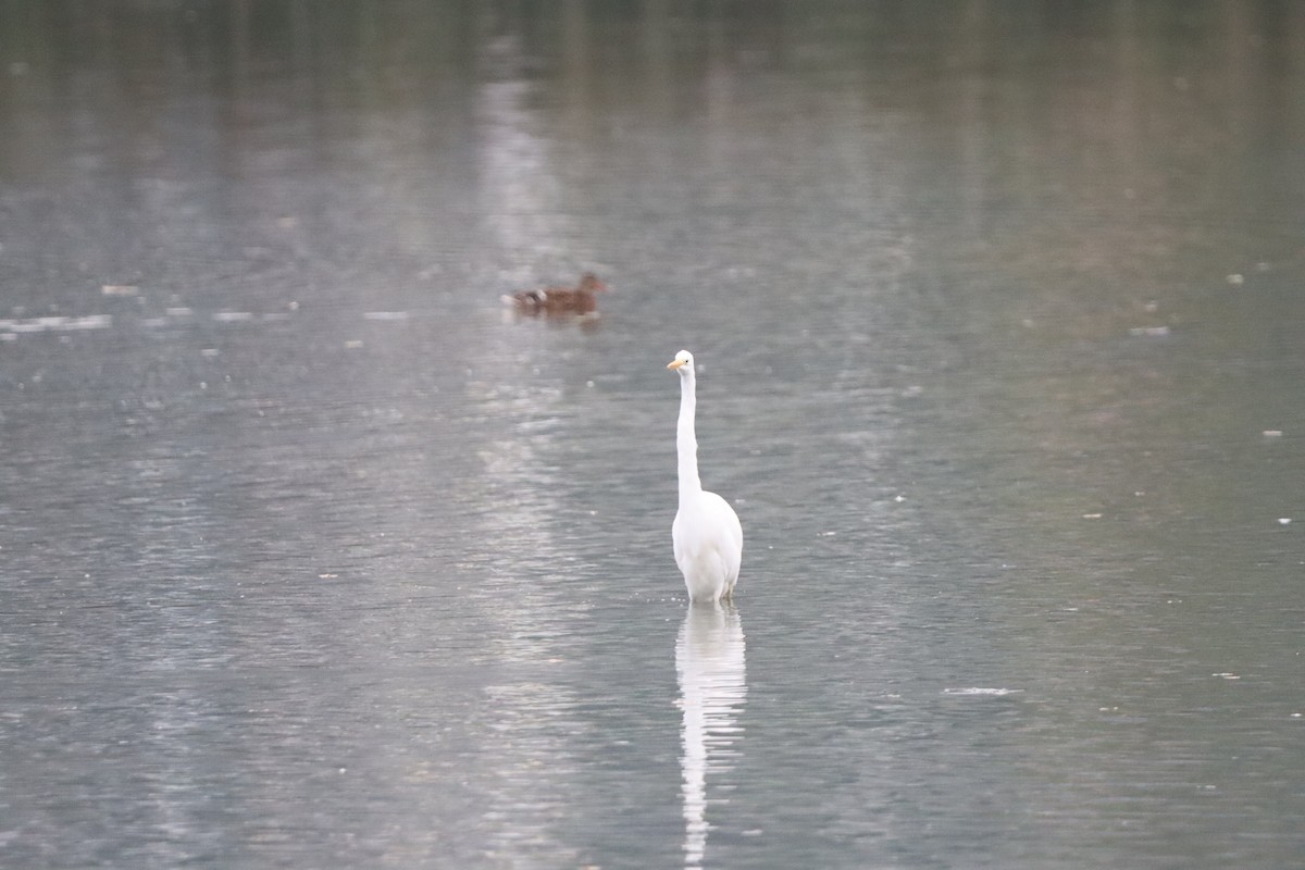 Great Egret - ML642599686