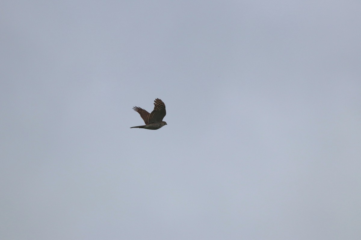 Eurasian Sparrowhawk - ML642599733