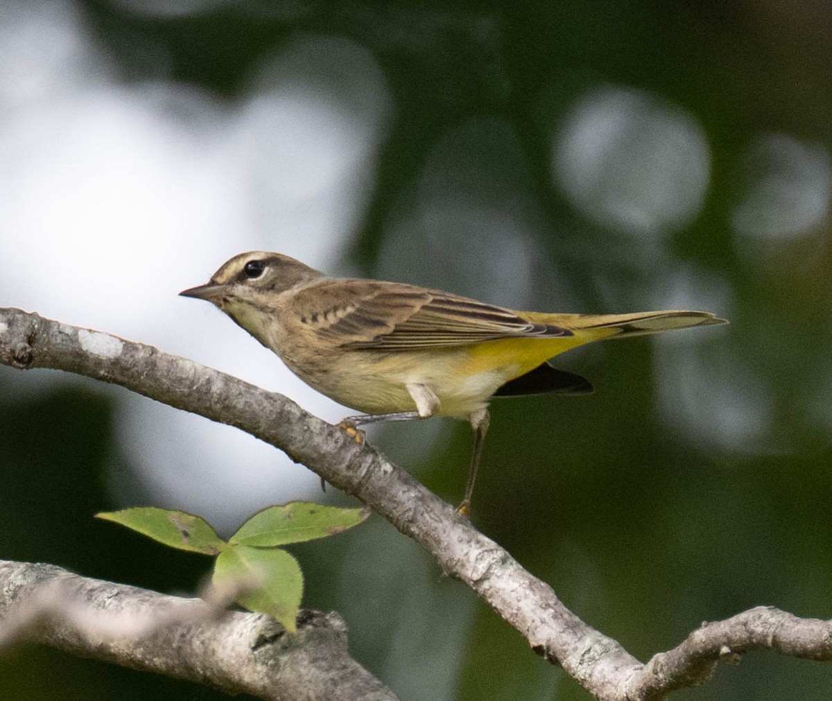 Palm Warbler - ML642599738