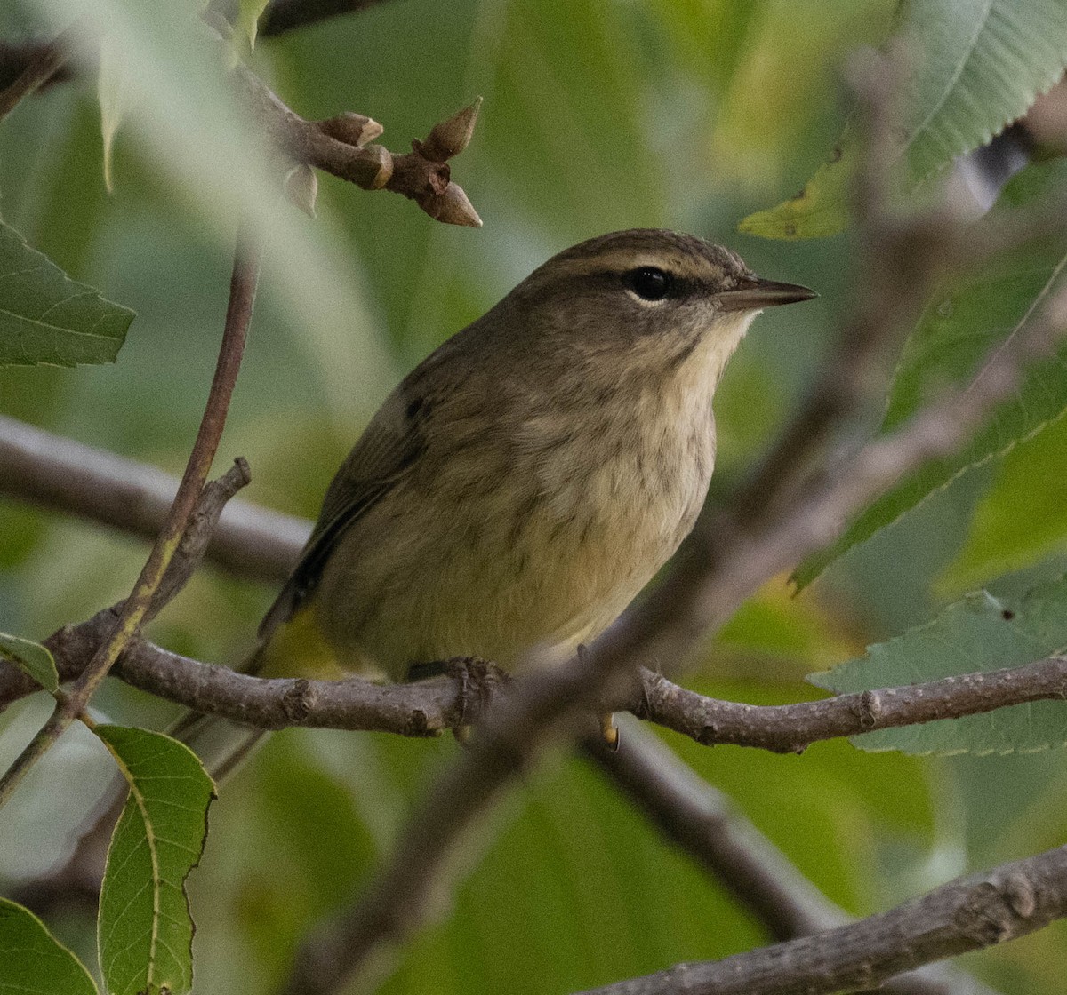 Palm Warbler - ML642599739