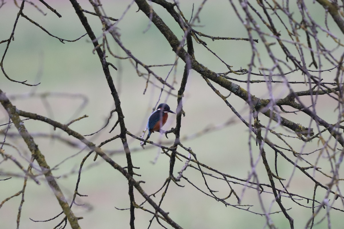 Common Kingfisher - ML642599760