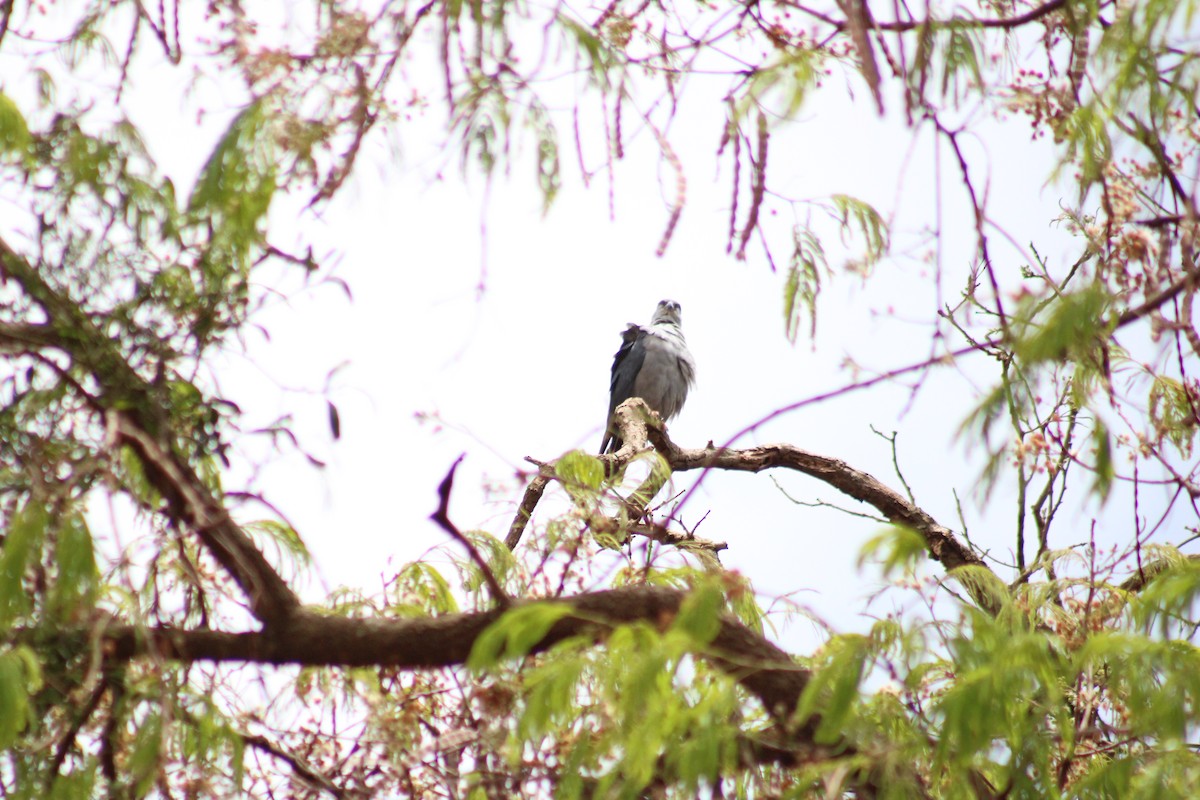 Plumbeous Kite - ML642599775