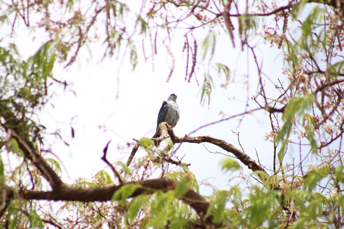 Plumbeous Kite - ML642599776