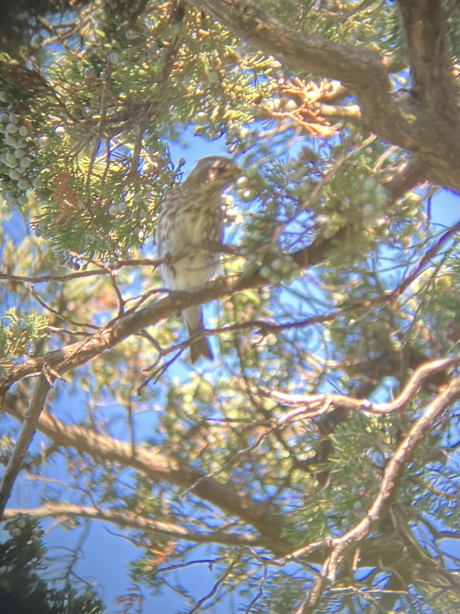 hýl nachový - ML642599801