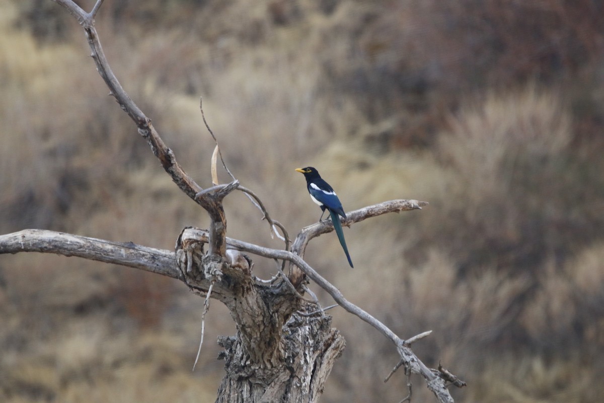 Yellow-billed Magpie - ML642599805