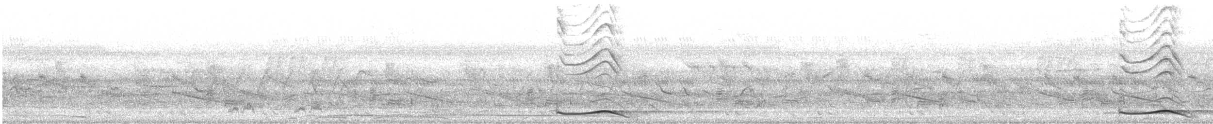 Asian Koel - ML642599809