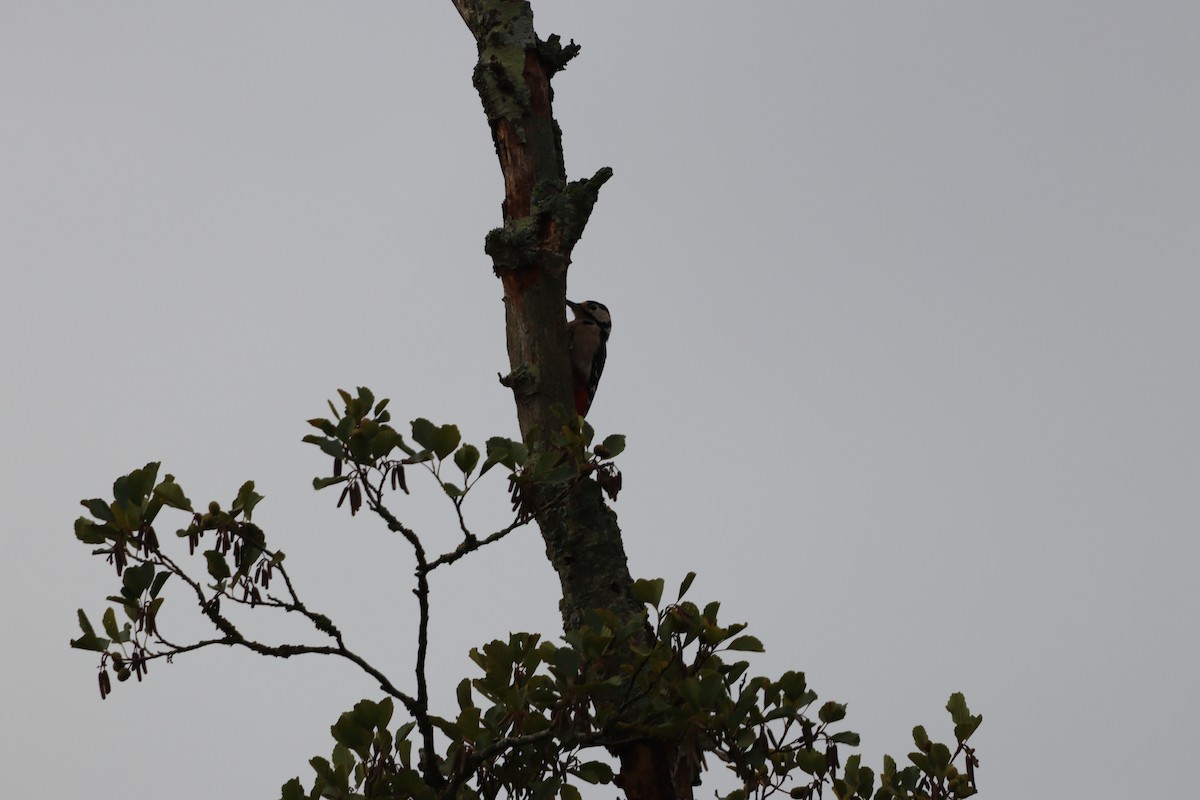 Great Spotted Woodpecker - ML642599820