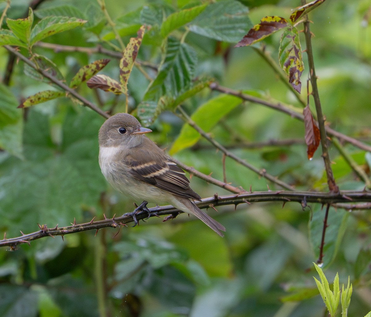 new world flycatcher sp. - ML642599828