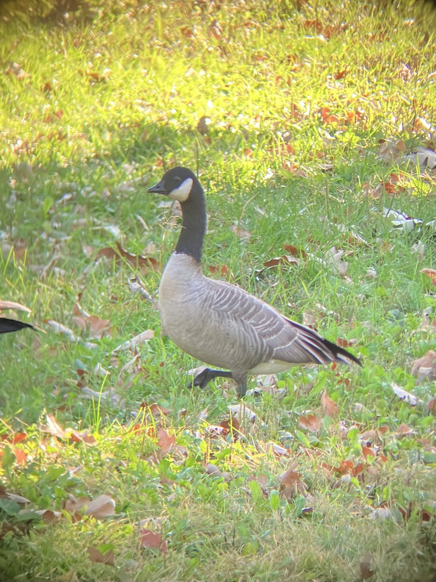 berneška malá - ML642599831