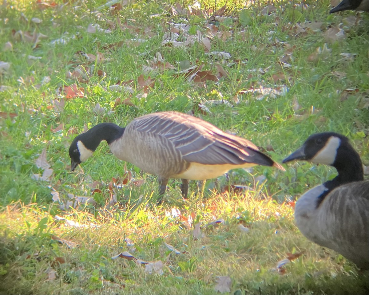 berneška malá - ML642599832