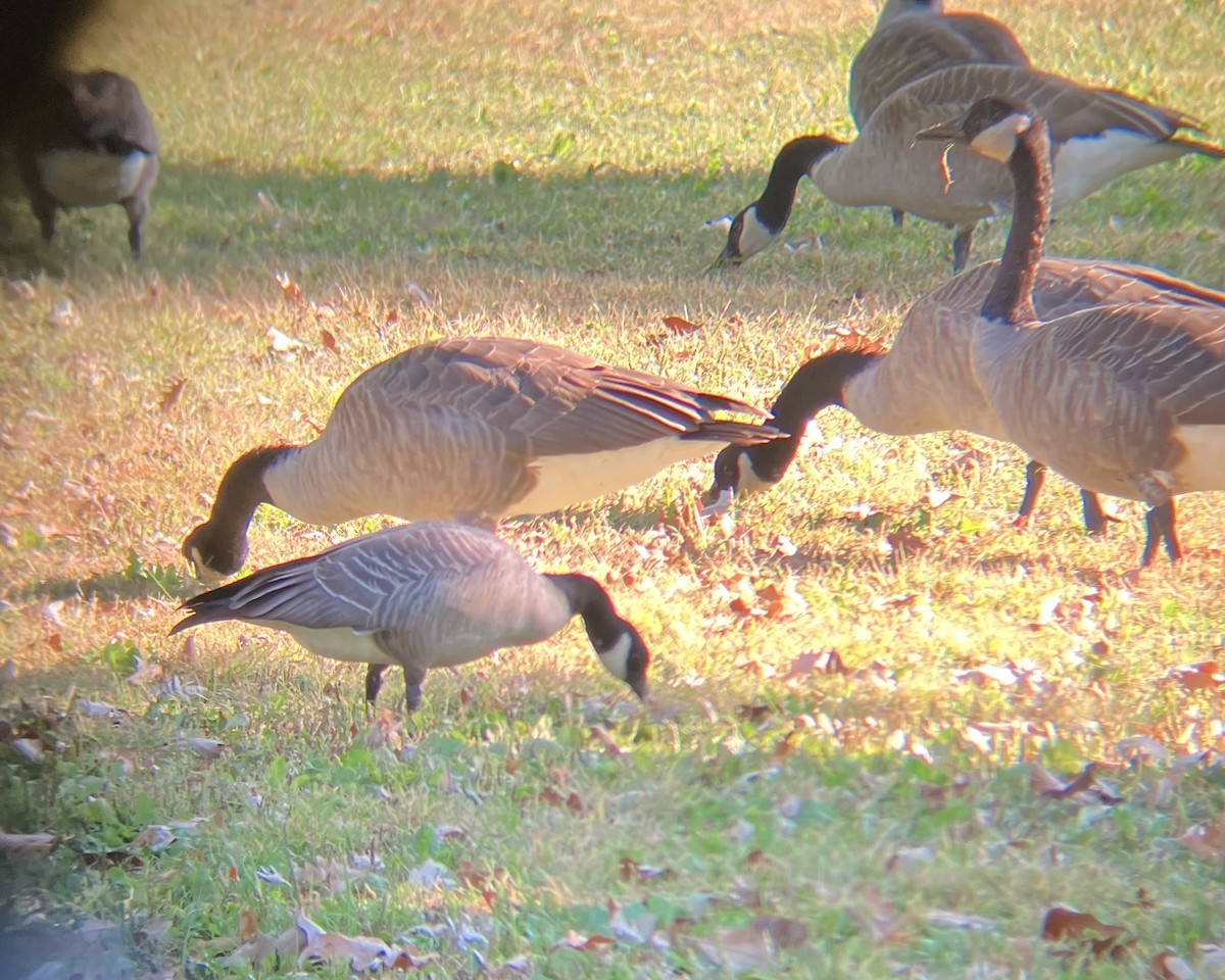 berneška malá - ML642599833