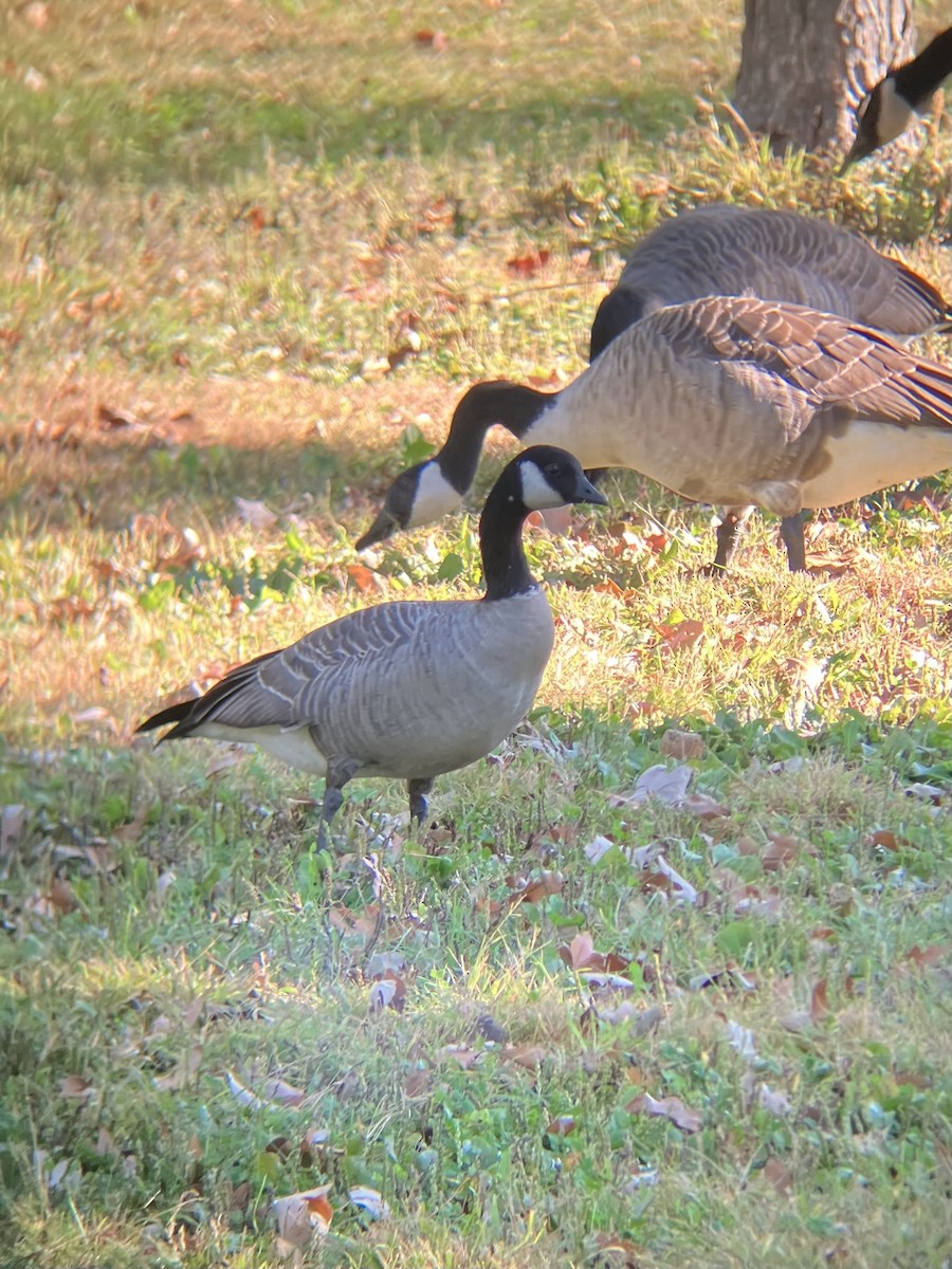 berneška malá - ML642599834