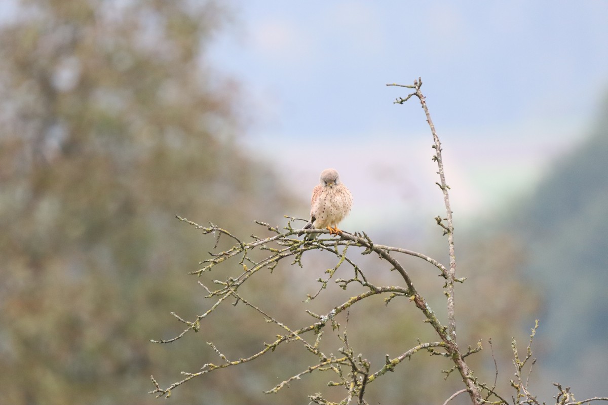 Eurasian Kestrel - ML642599839