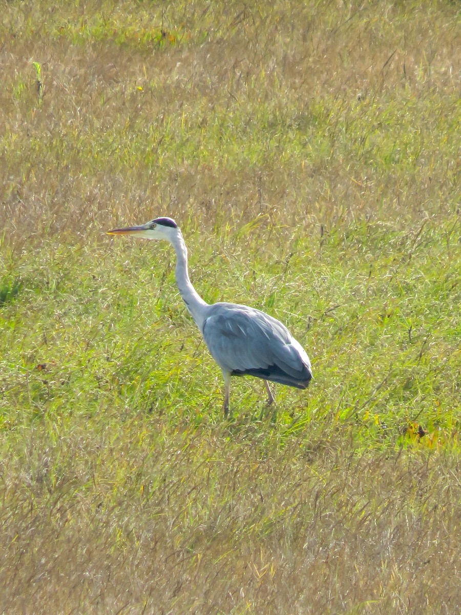 Gray Heron - ML642599844