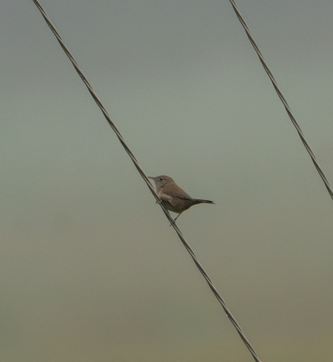 Northern House Wren - ML642599847